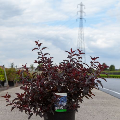 [P] Physocarpus opulifolius ALL BLACK (PBR) cont. 10L 60/+ cm +ф