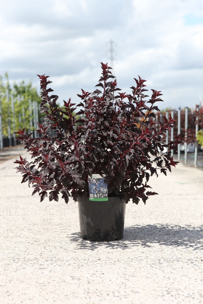 Physocarpus opulifolius ALL BLACK (PBR) cont. 10L 60/+ cm +ф