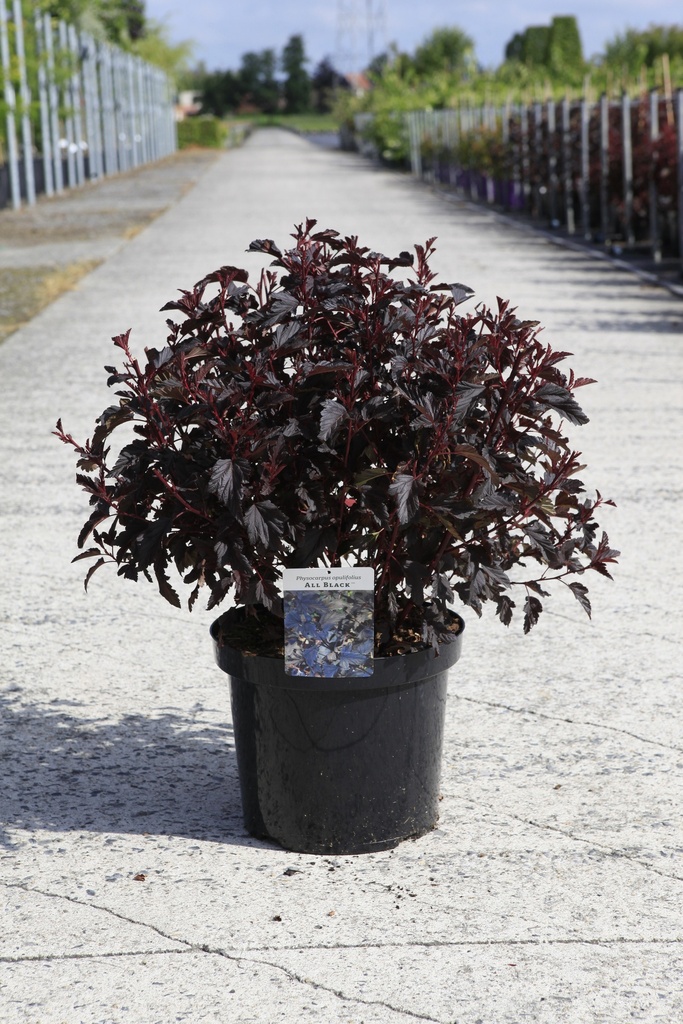 Physocarpus opulifolius ALL BLACK (PBR) cont. 10L 60/+ cm +f