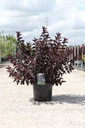Physocarpus opulifolius ALL BLACK (PBR) cont. 10L 60/+ cm +ф
