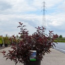 Physocarpus opulifolius ALL BLACK (PBR) cont. 10L 60/+ cm +p