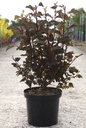 Physocarpus opulifolius DIABLE D'OR® (PBR) cont. 10L 60-80 cm +B