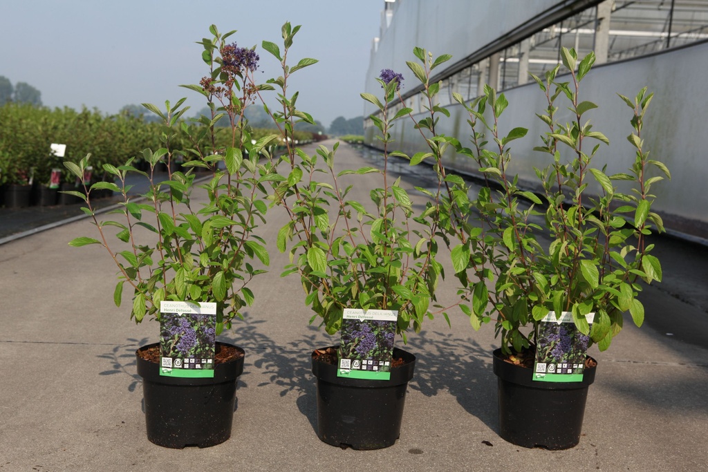 Ceanothus delilianus 'Henri Défossé' cont. 3,6L 40-50 cm +B