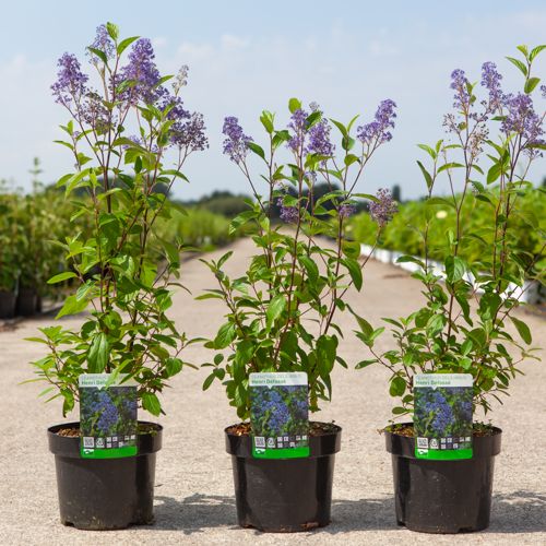 Ceanothus delilianus 'Henri Défossé' cont. 3,6L 40-50 cm +B