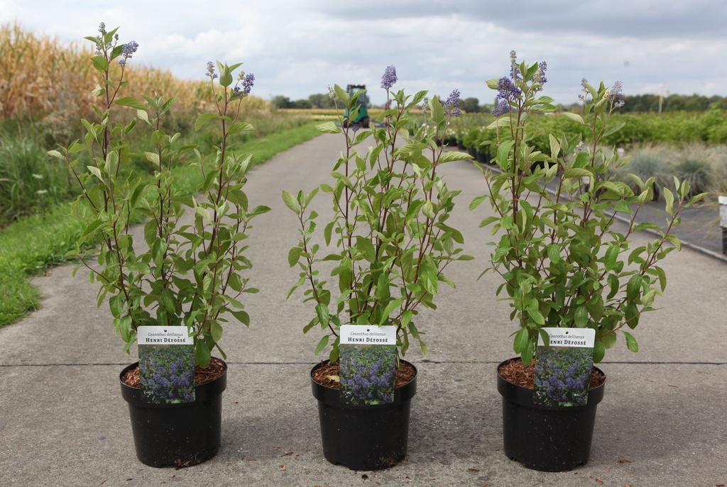 Ceanothus delilianus 'Henri Défossé' cont. 3,6L 40-50 cm +p