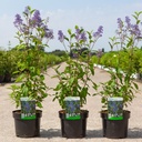 Ceanothus delilianus 'Henri Défossé' cont. 3,6L 40-50 cm +ф
