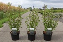 Ceanothus delilianus 'Henri Défossé' cont. 3,6L 40-50 cm +B