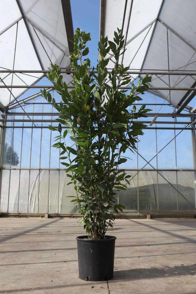 Laurus nobilis cont. 10L 100-125 cm