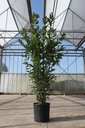 Laurus nobilis cont. 10L 100-125 cm