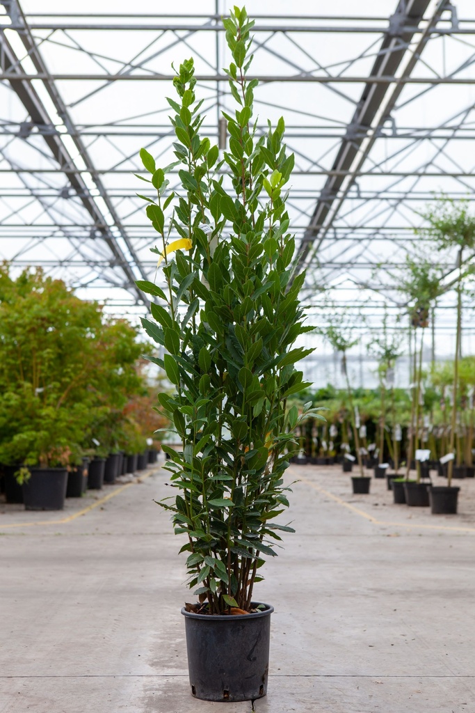 Laurus nobilis cont. 5L 100-125 cm +ф