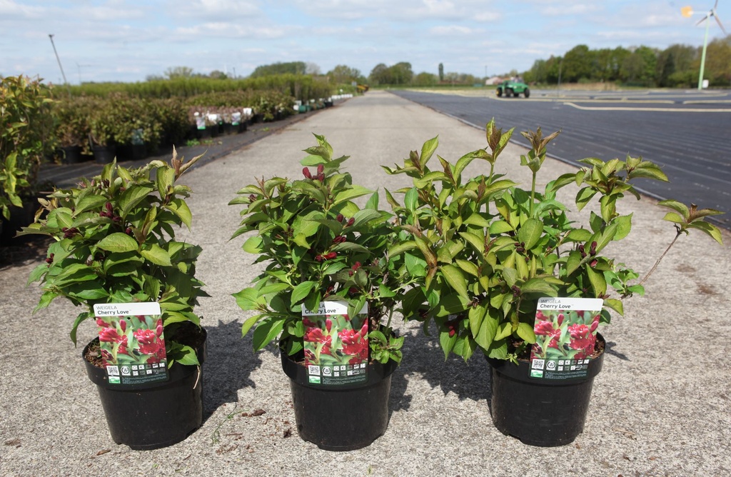 Weigela CHERRY LOVE cont. 3,6L 30-40 cm +p