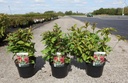 Weigela CHERRY LOVE cont. 3,6L 30-40 cm +p
