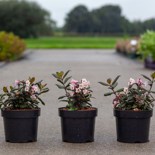 Weigela VINTAGE LOVE (PBR) cont. 3,6L 30-40 cm +ф