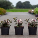 Weigela VINTAGE LOVE (PBR) cont. 3,6L 30-40 cm +p