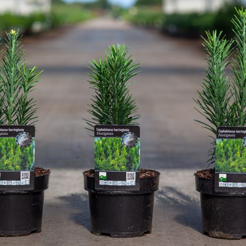 Cephalotaxus harringtonia 'Fastigiata' cont. 2L 20-25 cm +ф