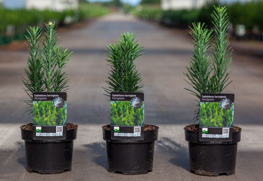 Cephalotaxus harringtonia 'Fastigiata' cont. 2L 20-25 cm +ф