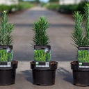 Cephalotaxus harringtonia 'Fastigiata' cont. 2L 20-25 cm +p