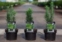 Cephalotaxus harringtonia 'Fastigiata' cont. 2L 20-25 cm +p