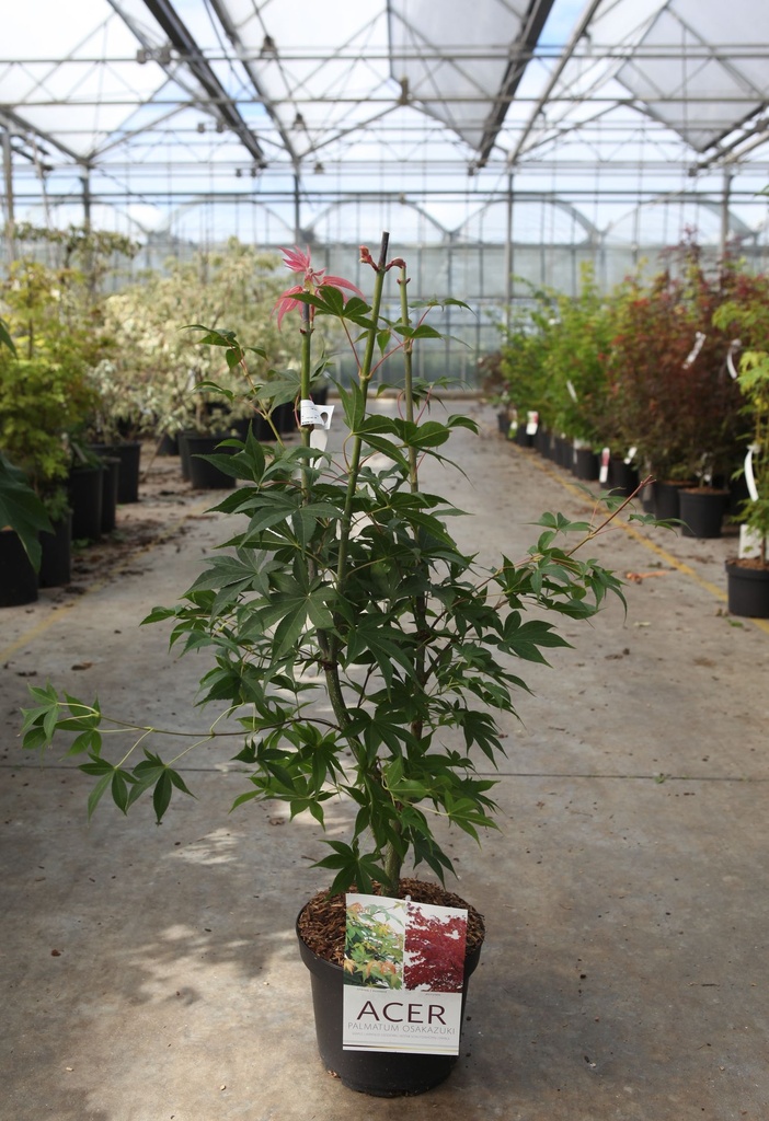[P] Acer palmatum 'Osakazuki' cont. 4L 50-60 cm +B