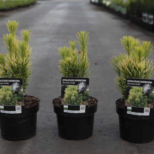 Cephalotaxus harringtonia 'Korean Gold' cont. 2L 20-25 cm +B