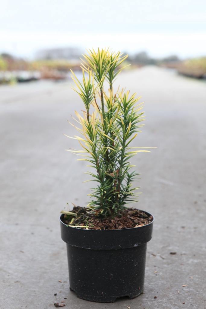 Cephalotaxus harringtonia 'Korean Gold' cont. 2L 20-25 cm +p
