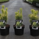 Cephalotaxus harringtonia 'Korean Gold' cont. 2L 20-25 cm +p