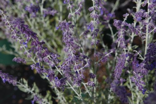 [P] Perovskia atriplicifolia 'Little Spire' (PBR) cont. 10L 40-50 cm +p