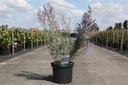 Perovskia atriplicifolia 'Little Spire' (PBR) cont. 10L 40-50 cm +f
