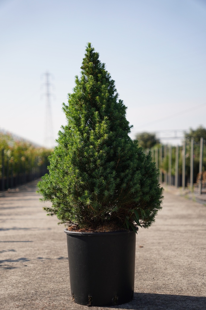 Picea glauca 'December (Conica)' (PBR) cont. 12L 80/+ cm