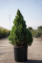 Picea glauca 'December (Conica)' (PBR) Kont. 12L 80/+ cm