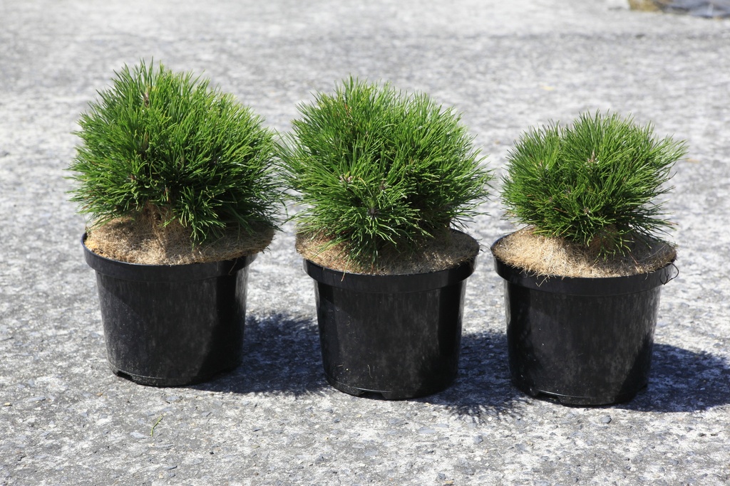 [P] Pinus mugo 'Varella' cont. 5L 25/+ cm