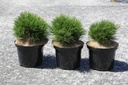 Pinus mugo 'Varella' Kont. 5L 25/+ cm