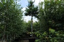 Pinus sylvestris cont. 160L standard 20-25