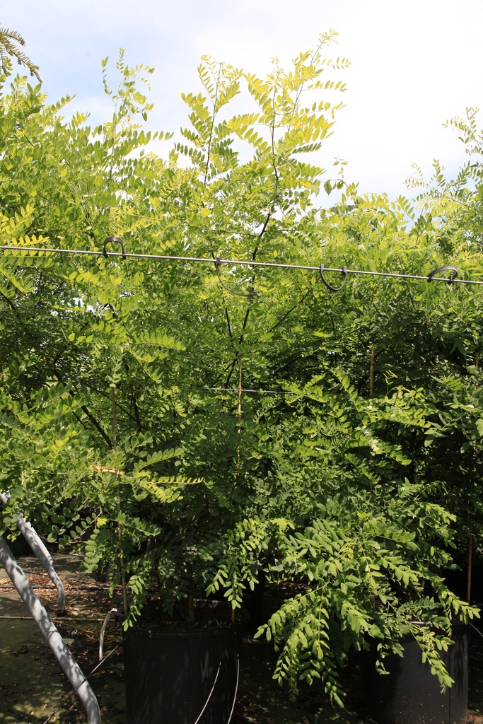 Sophora japonica Kont. 70L 250/+ cm Multistamm