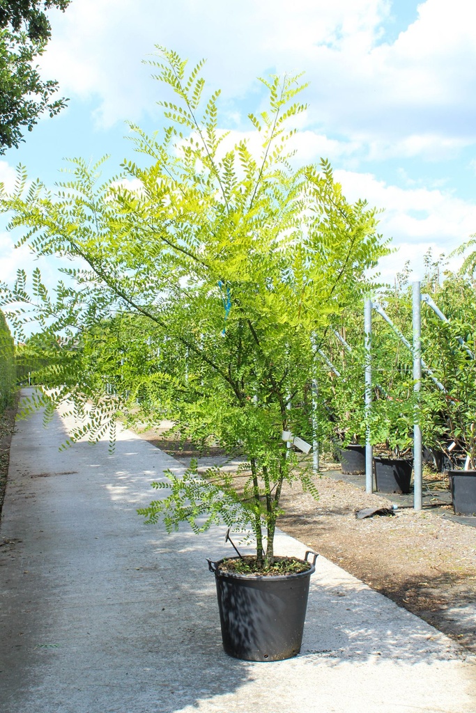 [P] Sophora japonica cont. 70L 250/+ cm multi-stem