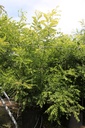 Sophora japonica cont. 70L 250/+ cm cépée