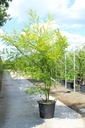 Sophora japonica cont. 70L 250/+ cm multi-stem