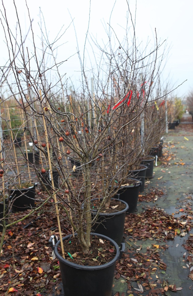 Mespilus germanica cont. 50L 150-175 cm Multistamm