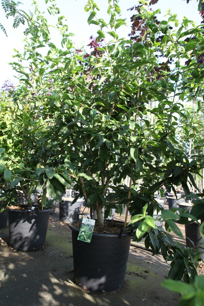 Mespilus germanica cont. 50L 150-175 cm multistam