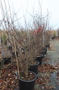 Mespilus germanica cont. 50L 150-175 cm multi-troncs