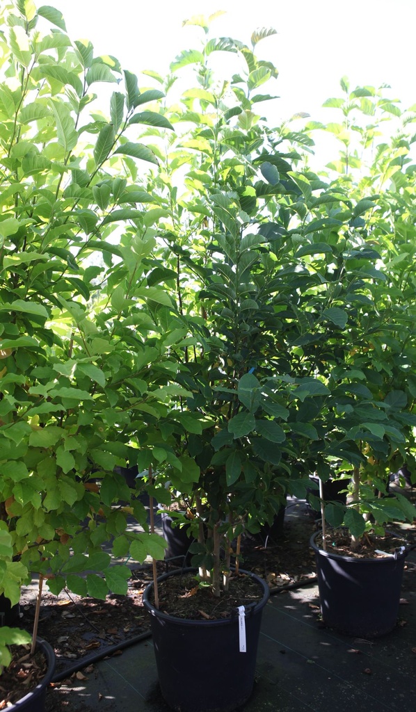 Magnolia kobus cont. 70L 200-250 cm