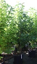 Magnolia kobus cont. 70L 200-250 cm
