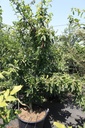 Mespilus germanica cont. 90L 250/+ cm multistam