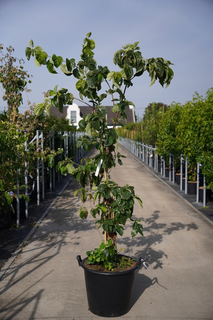 [P] Cornus 'Eddie's White Wonder' cont. 50L 150-175 cm
