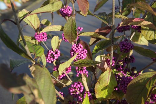 Callicarpa bodinieri 'Profusion' cont. 35L 150/+ cm +ф