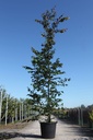 Parrotia persica 'Bella' cont. 70L 250-300 cm