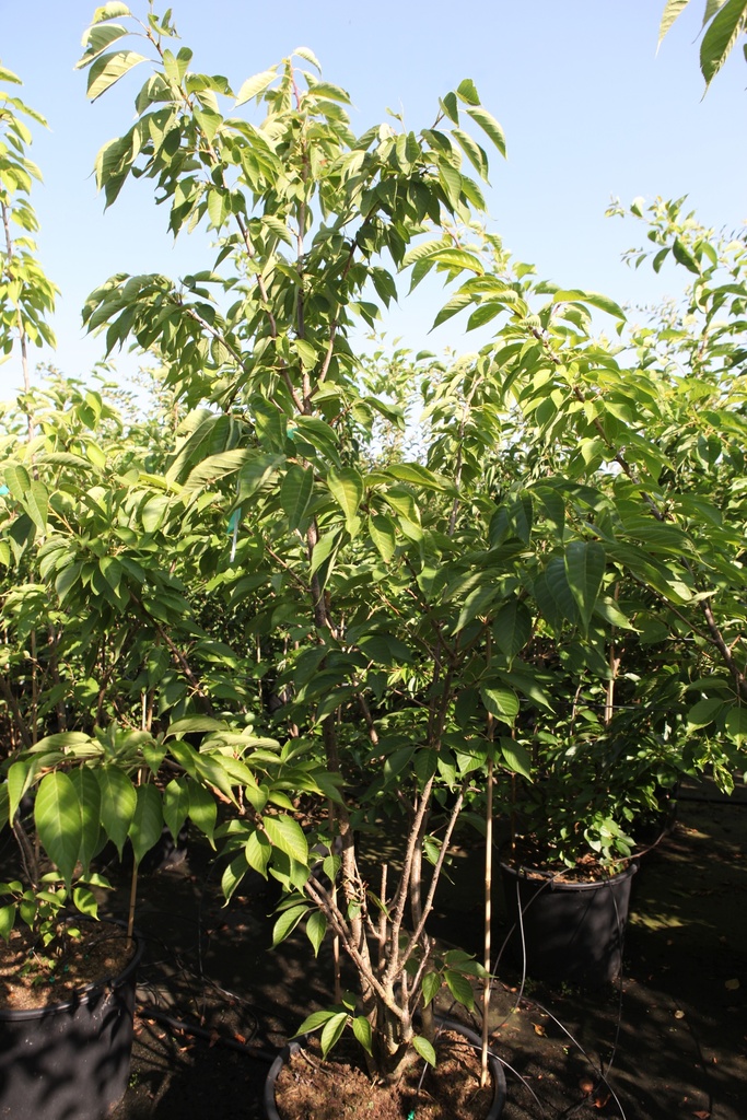 Prunus serrulata 'Tai Haku' cont. 70L 175-200 cm multi-stem