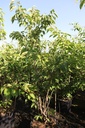 Prunus serrulata 'Tai Haku' cont. 70L 175-200 cm multi-stem