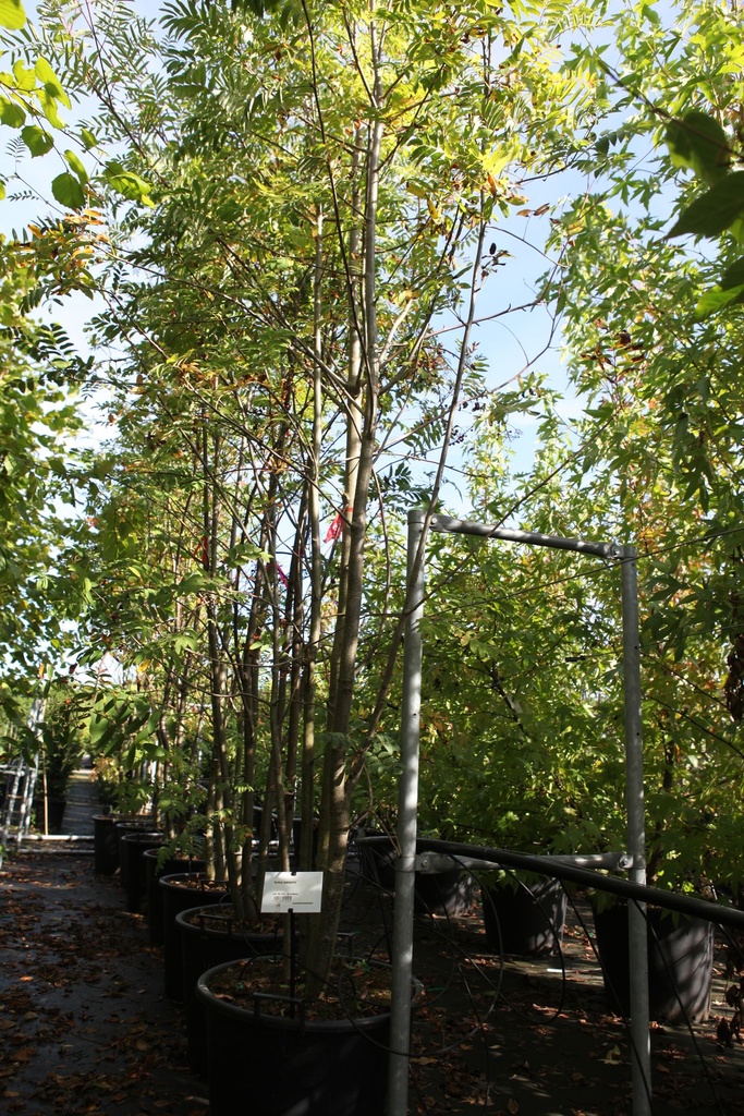 Sorbus aucuparia cont. 70L 250/+ cm multi-stem