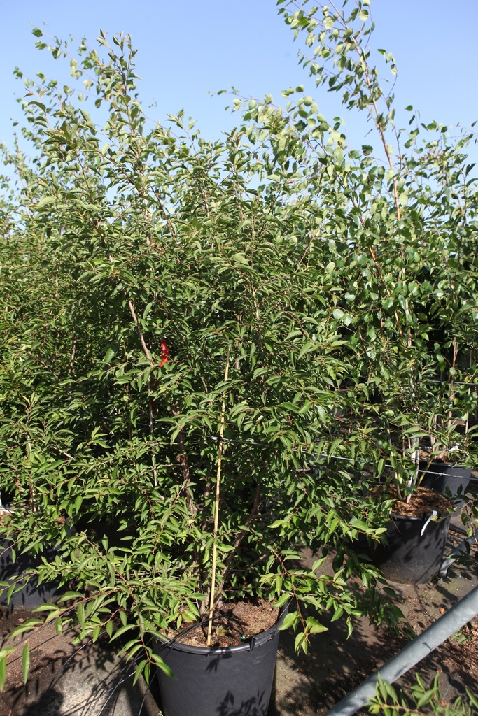 Prunus 'The Bride' cont. 90L 250-300 cm Multistamm